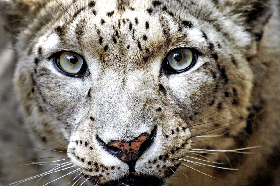 Leopards at Tallinn Zoo Live Streaming cam