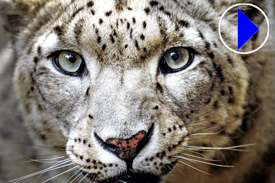 Portrait of mature snow leopard