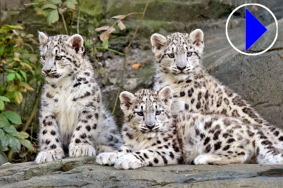 3 Snow Leopard Cubs
