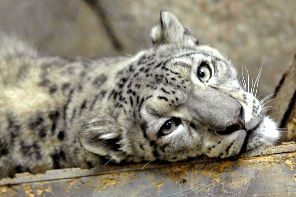 Zoo Snowc Leopard