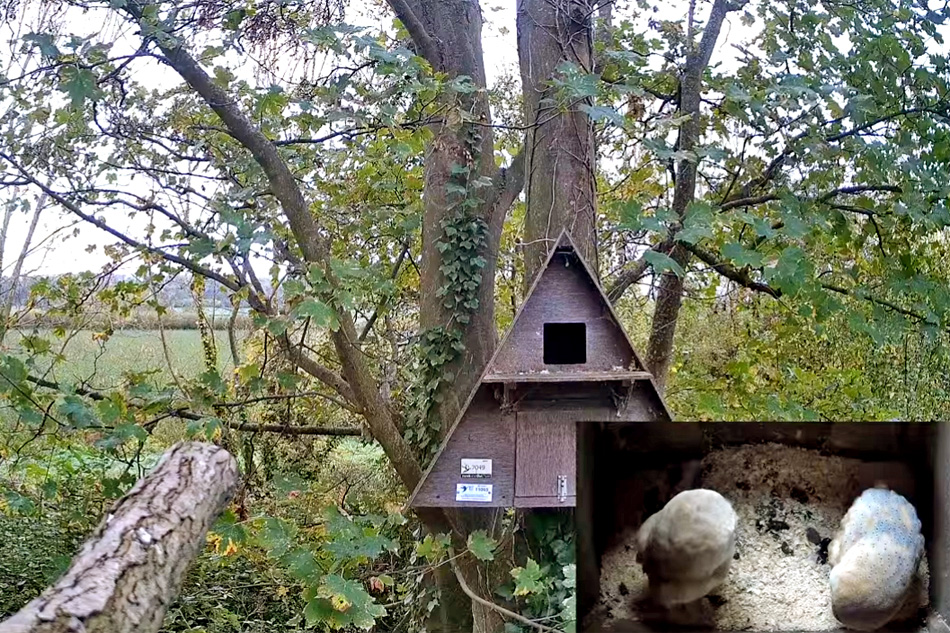 barn owls nesting in somerset levels england