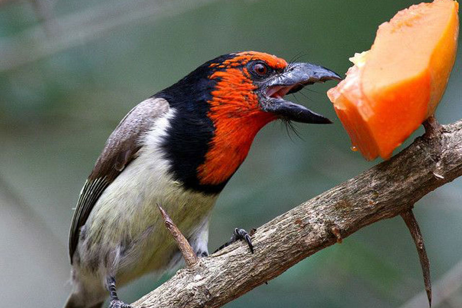 black collared barbet