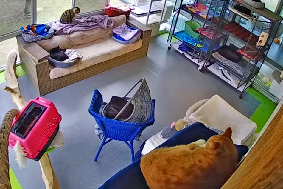 southampton animal shelter cat cam