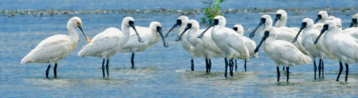 spoonbill bird banner