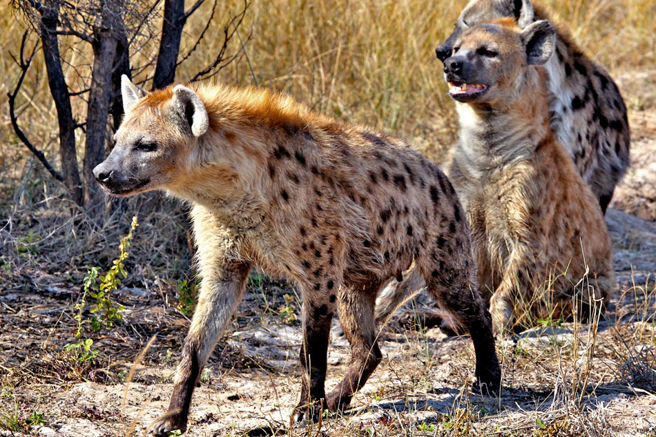 spotted hyenas