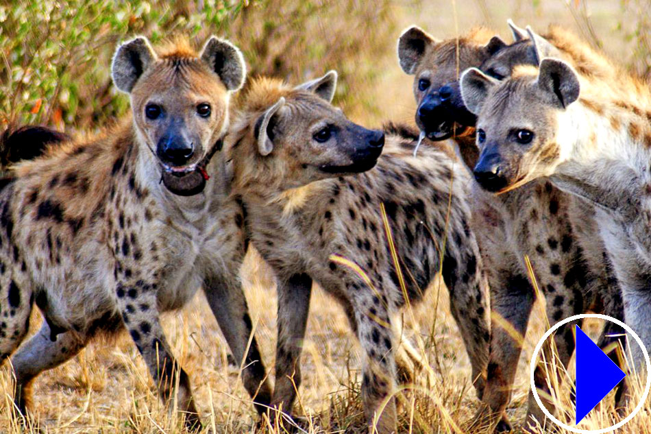 Live Streaming cam Hyenas South Africa