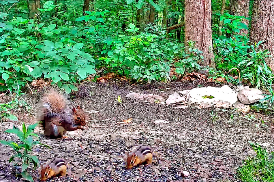 Live Streaming cams Squirrels In the Wild