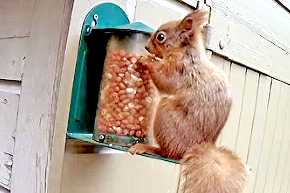 Red Squirrel on a Feeder