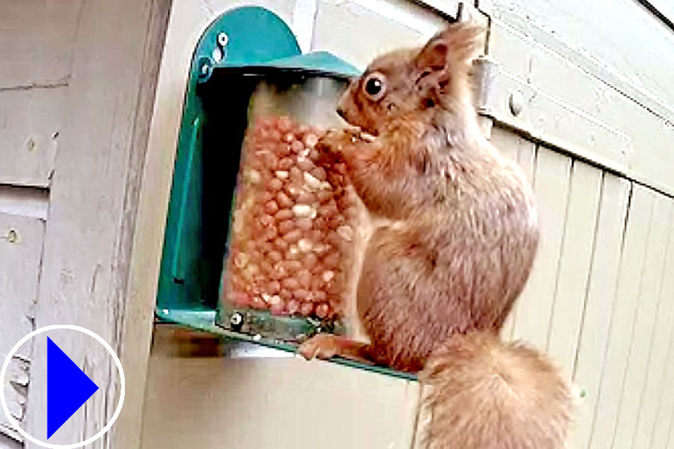 red squirrels at a feeder