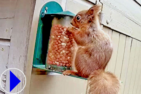 red squirrels at a feeder