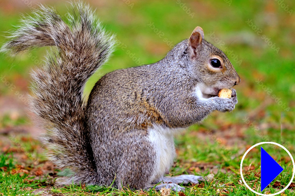 squirrel eating a nut