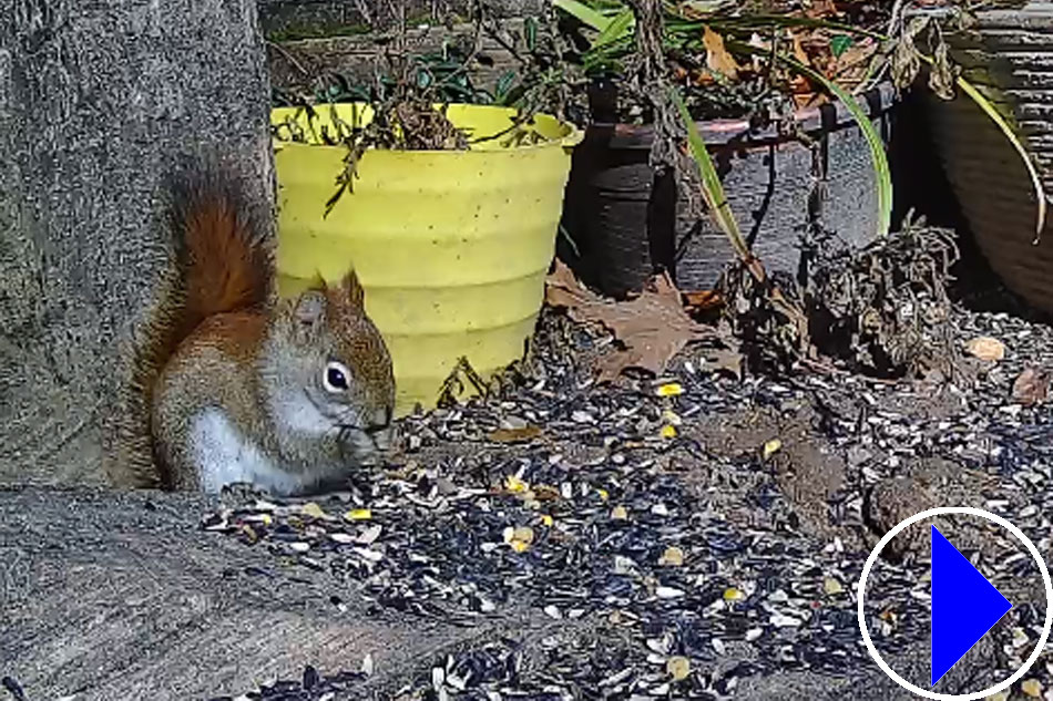squirrel at a feeder in michigan