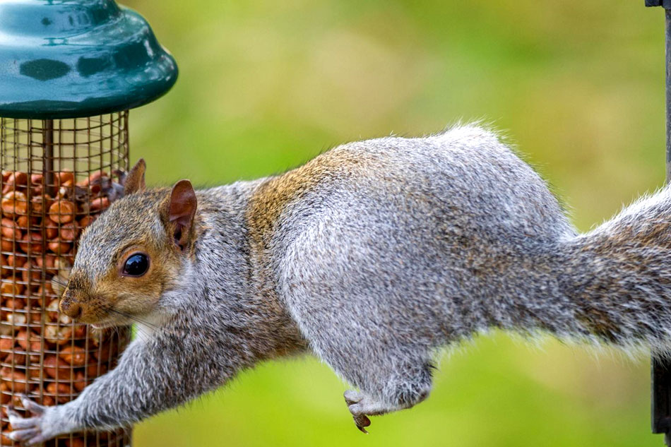 squirrel at a feeder