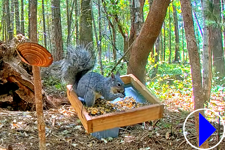 squirrel at a feeder in oregon
