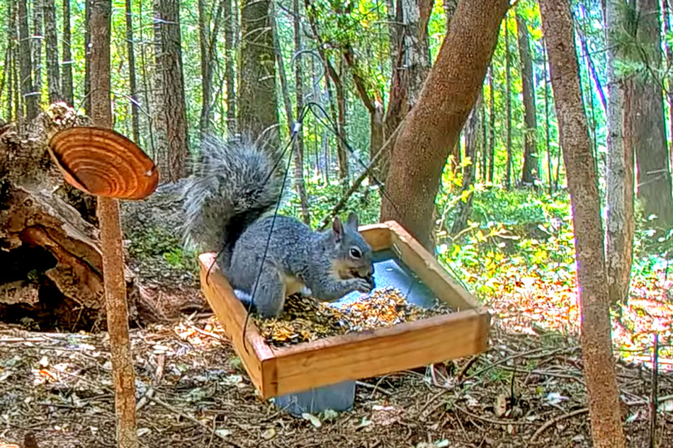 squirrel on a feed tray 