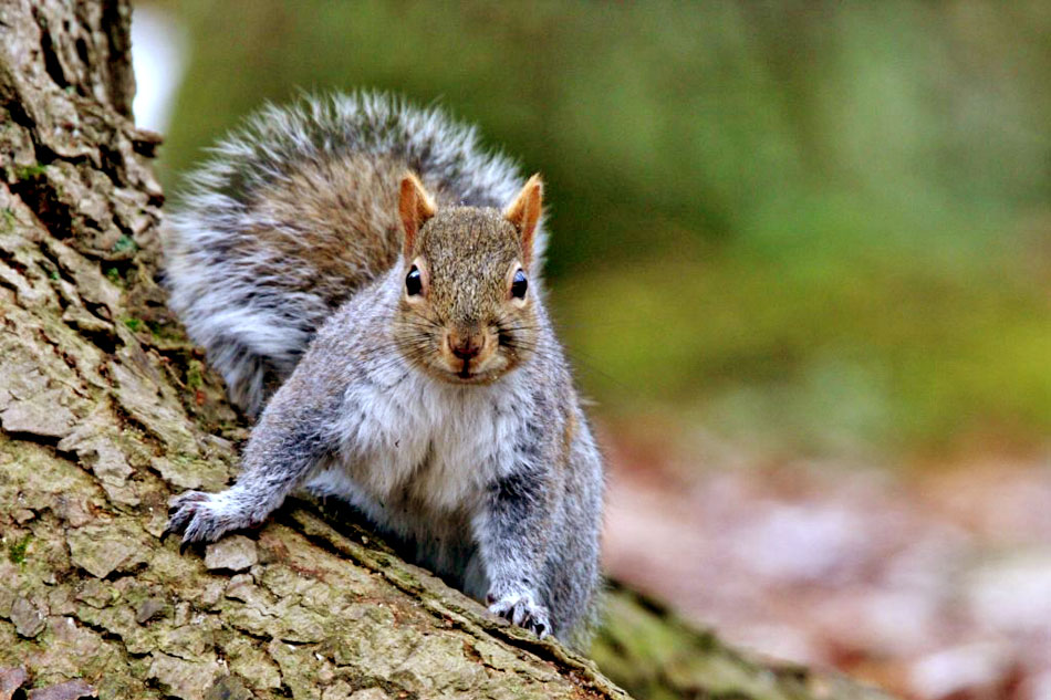 grey squirrel on a tree