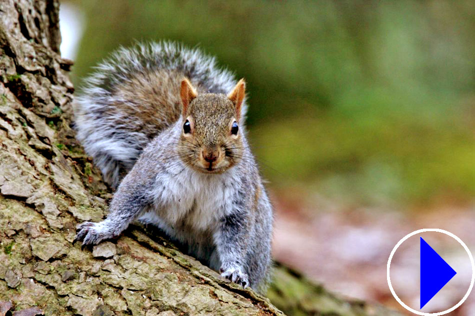 grey squirrel on a tree