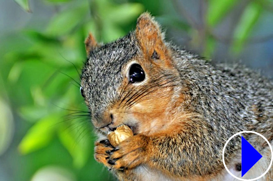 squirrel with a nut