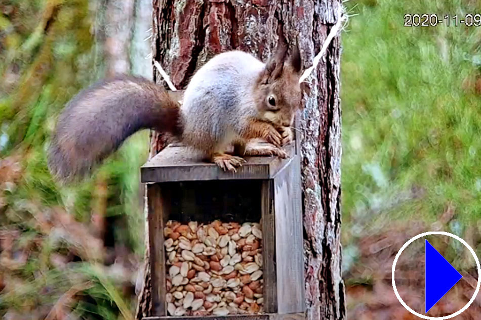 squirrel eating nuts