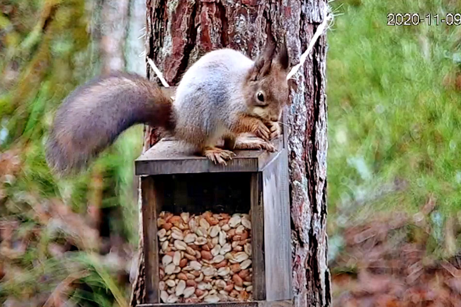 squirrel in finland