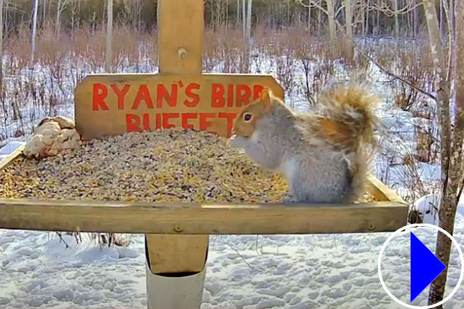 squirrel at a feeder in maine