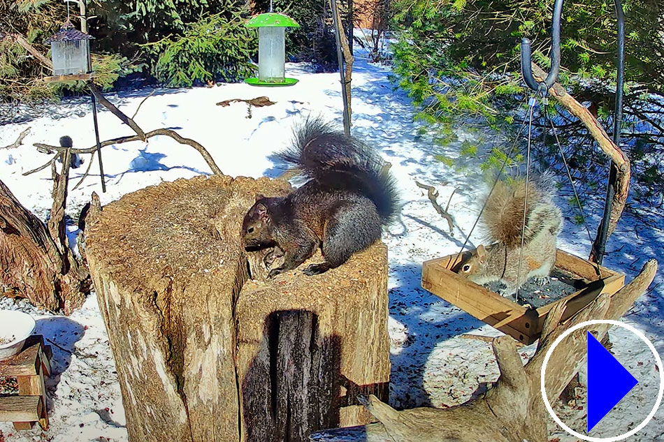 squirrels at a garden feeder in indiana