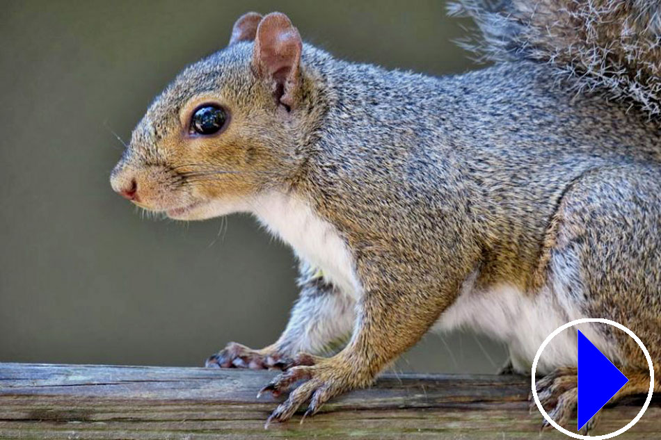 squirrel on a branch