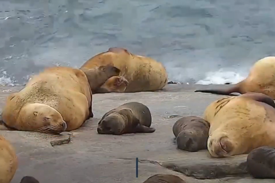 steller sea Lions om chiswell island