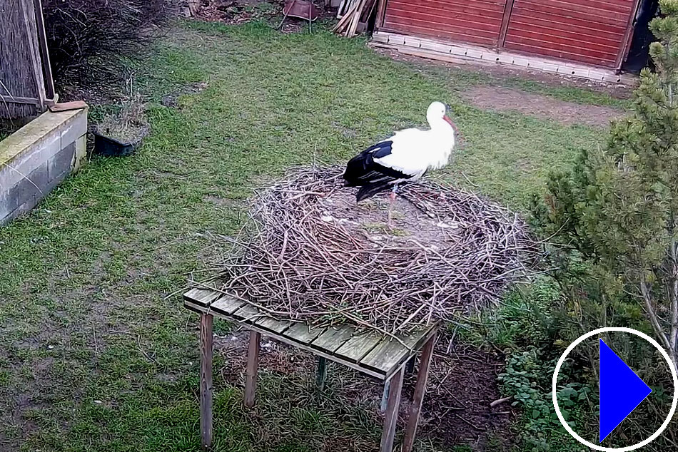 rescued stork in hungary
