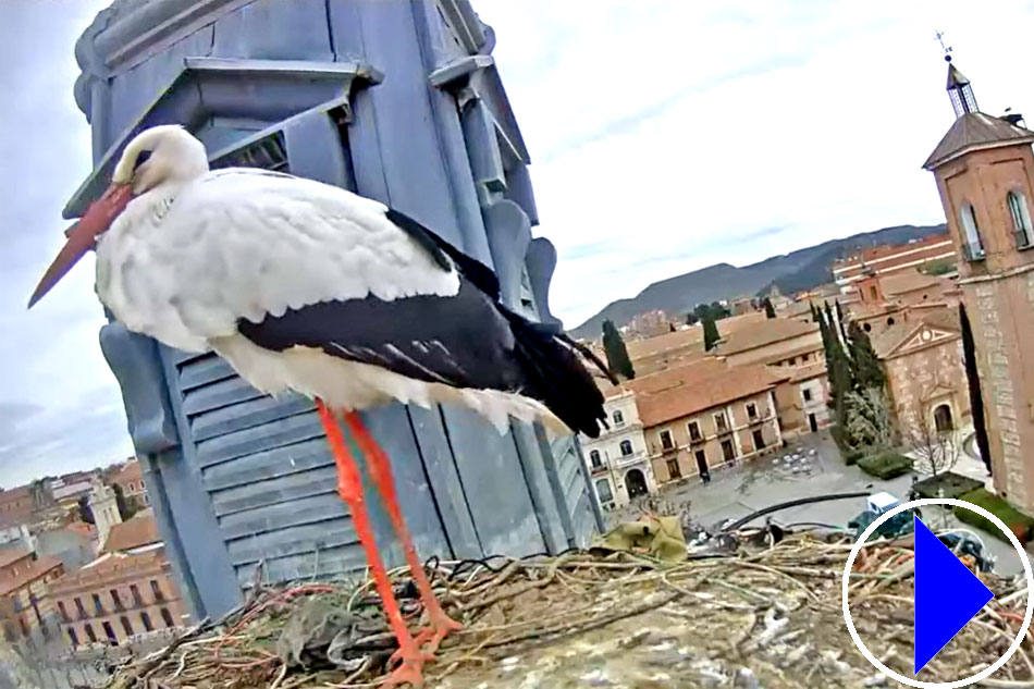 white stork in madrid