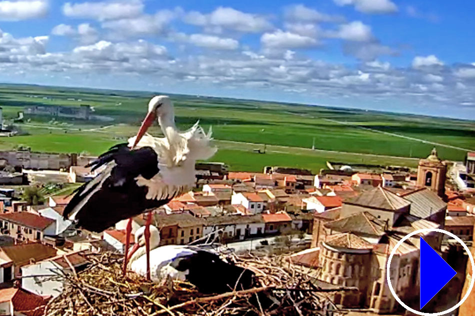 stork in avila in spain