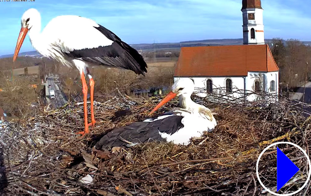 nesting storks in germany