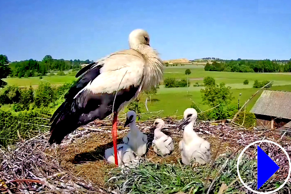 white storks in poland