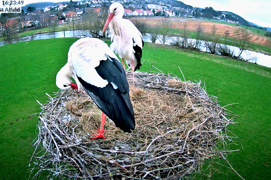 stork nest in alfeld germany