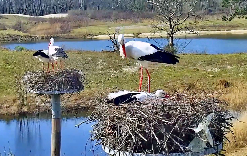 storks in belgium