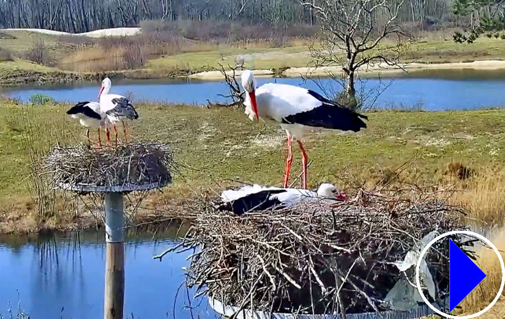 stork nests in belgium