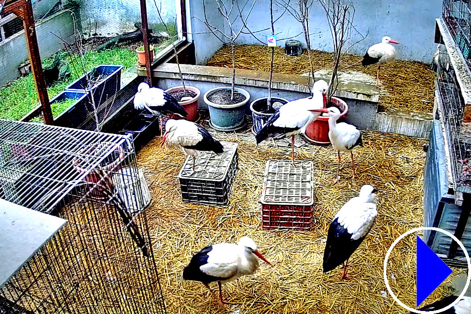 rescued storks in hungary