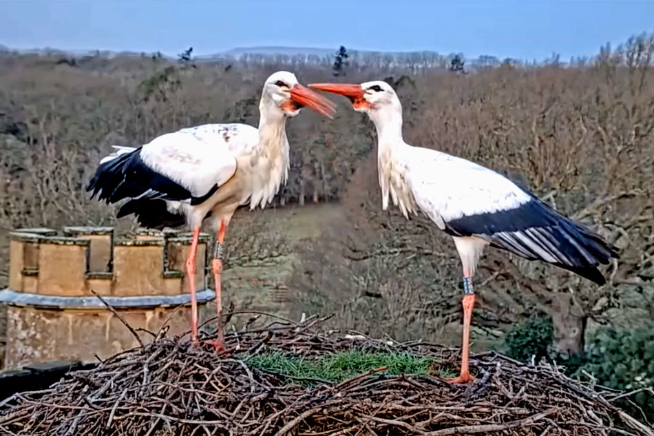 stork nest in england