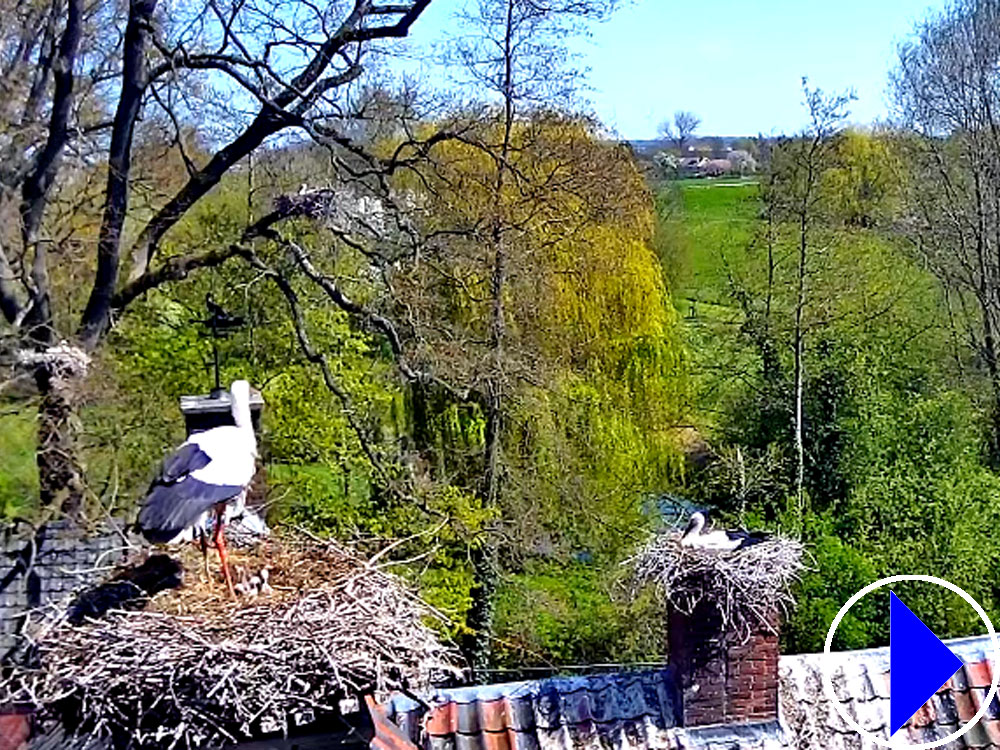 storks nesting in the netherlands