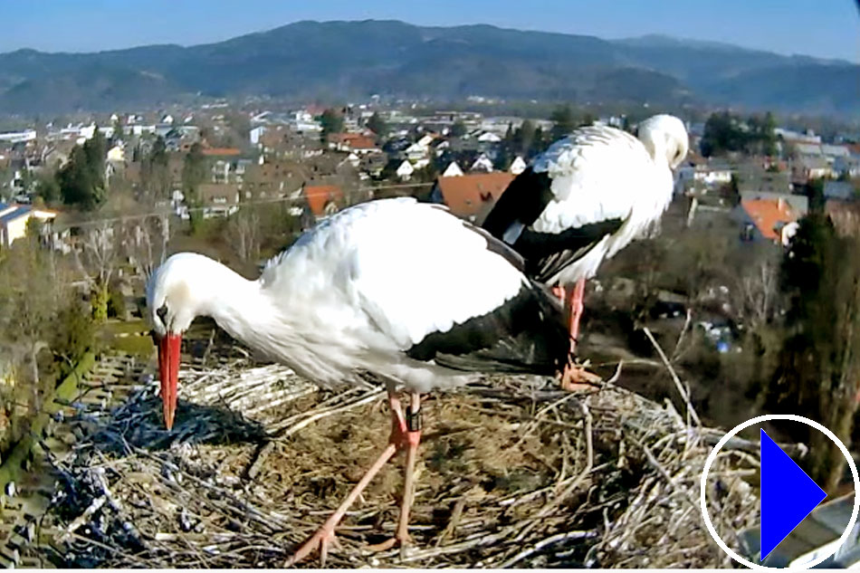 storks in kirchzarten in germany