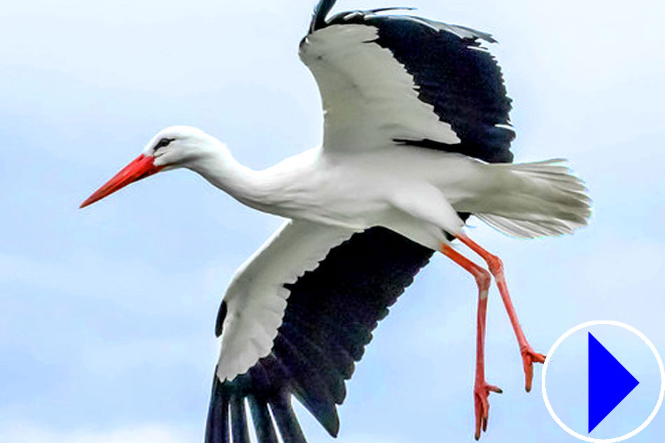 nesting storks
