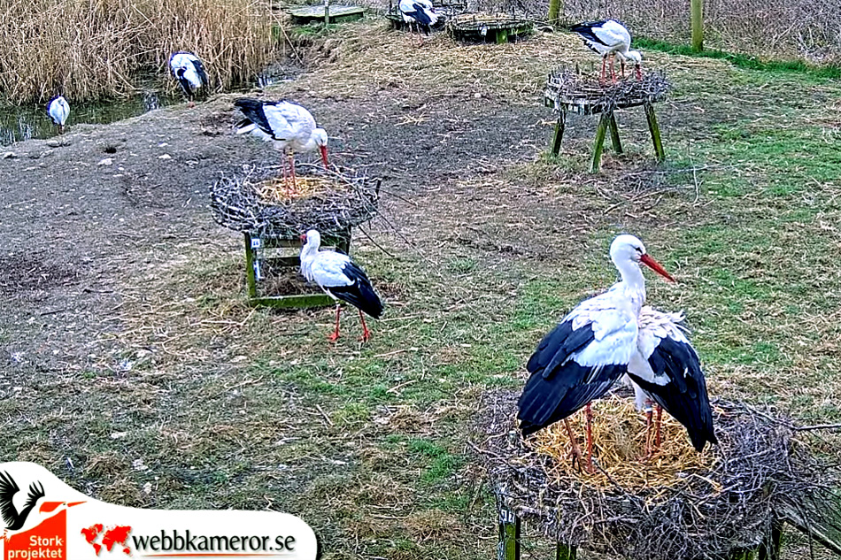 storks at fulltofta nature centre