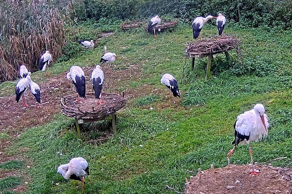 storks in sweden