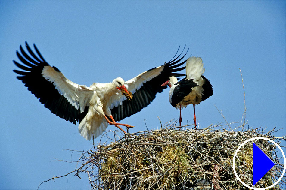 stork landing on its nest