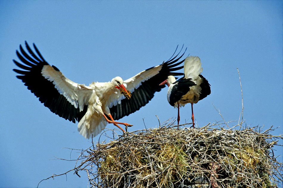 stork landing on nest