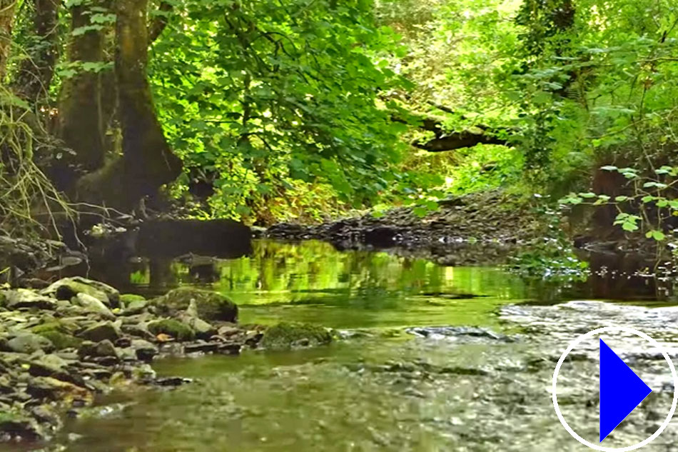 stream and forest