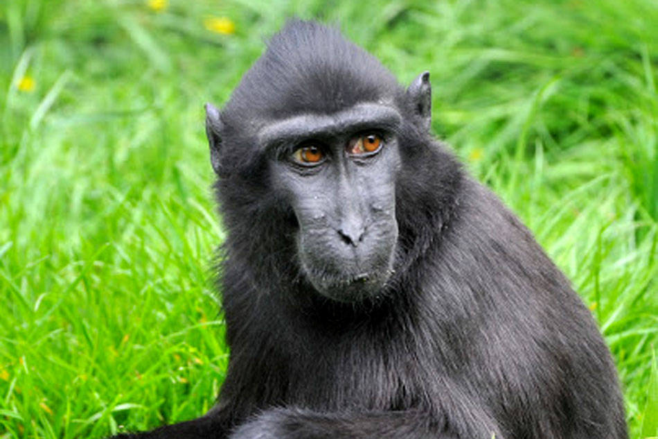 suluwesi crested macaque