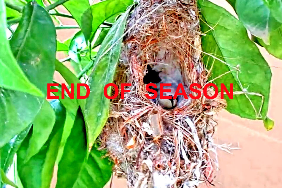 sunbird in its nest