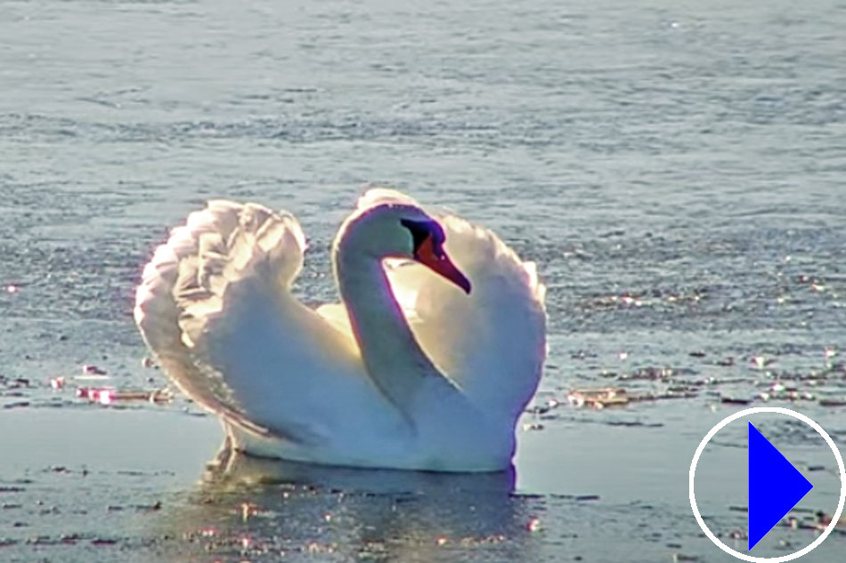 swan at llene nature reserve