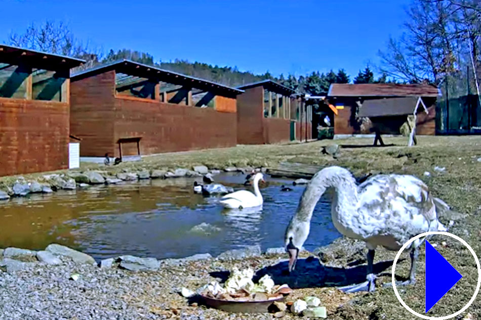 swans at makov animal rescue